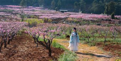 三月的楚雄，风里一半是花香，耳畔一半是欢歌