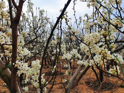 周末到玉溪看比赛丨江川大平地：千亩梨花盛放如雪