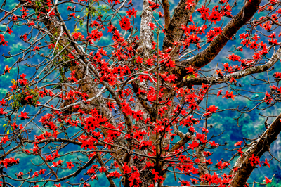云南金平：木棉花开红似霞