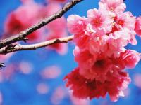 雪映粉樱，丽江樱花大道进入最佳观赏期