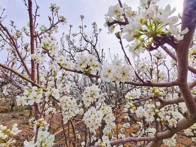 周末到玉溪看比赛丨江川大平地：千亩梨花盛放如雪
