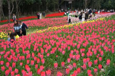 在永仁方山，我找到了油画里的春天