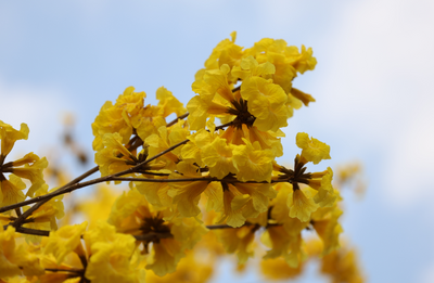 如约绽放！金平傣族风情街黄花风铃木迎来盛花期