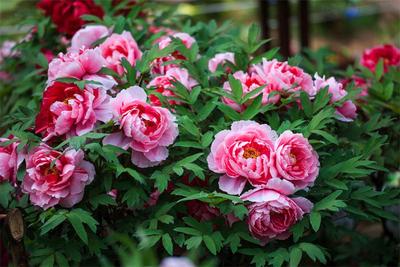 春天来楚雄，赏花、拍花、吃花！