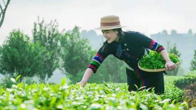 上春山，追春茶，入古寨——这就是普洱的春天