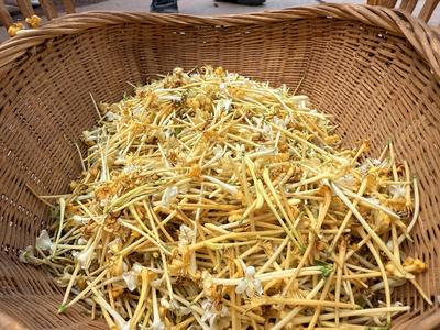 楚雄双柏县安龙堡乡：金银花开“金银来” 特色种植富路开 