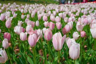 在永仁方山，我找到了油画里的春天