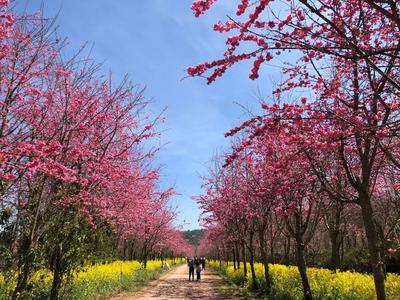 看“滇超联赛” 乐游玉溪丨新平县—通海县—澄江市—红塔区六日游精品旅游线路推荐