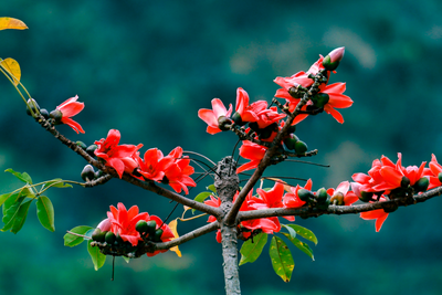 云南金平：木棉花开红似霞