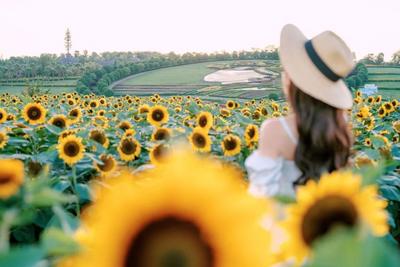 五一·弥勒见丨花海、音乐会、烟花秀、篝火打跳……这份快乐指南请查收！