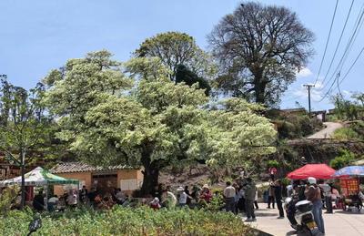 百年流苏树绽放“生态红利”——楚雄南华县龙川镇以古树资源撬动乡村振兴新动能