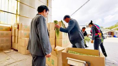 楚雄南华：一根贡菜串起全产业链 田间翠绿变身富民“金条”