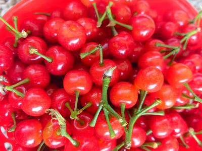 五一“嗨”游玉溪｜江川安化·早谷田樱桃节：赴春日之约  尝樱桃之甜