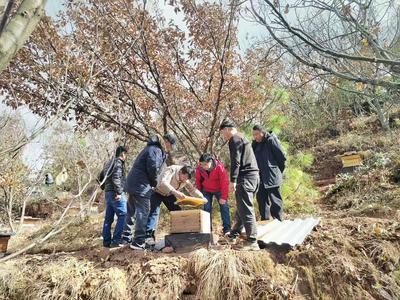 楚雄姚安：小蜂蜜酿造产业振兴“好蜂景” 