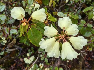 第三届世界的“香格里拉”花之旅即将启幕 解锁世界级高山花海盛宴