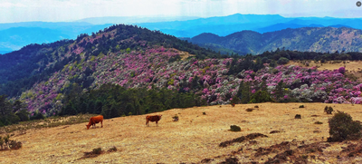 登山大会来了！楚雄这处“徒步天花板”，今年别再错过