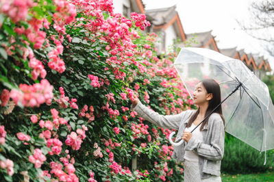 楚雄，你是懂浪漫的！玫瑰、芍药、杜鹃……直接掉进莫奈的花园里