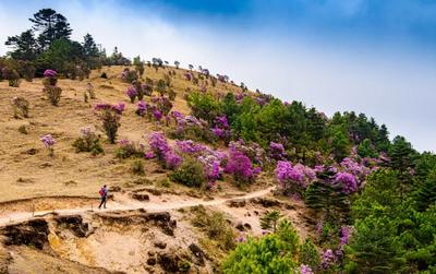 徒步必去！大姚百草岭高山花径，春天最惊艳的一程
