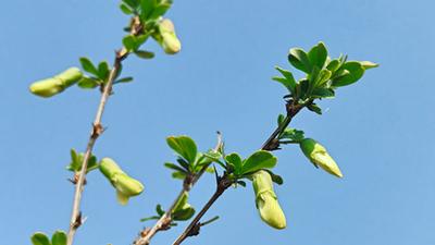 楚雄双柏县妥甸镇：金雀花开满枝头  小花朵撑起致富大产业