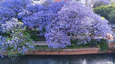 四月，来红河赴一场花事