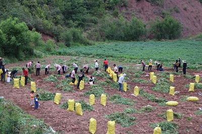 楚雄南华：山野炭烤洋芋，藏着五街最绵长的烟火味