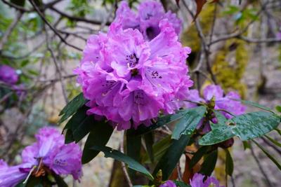 第三届世界的“香格里拉”花之旅即将启幕 解锁世界级高山花海盛宴