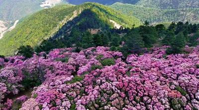 徒步必去！大姚百草岭高山花径，春天最惊艳的一程