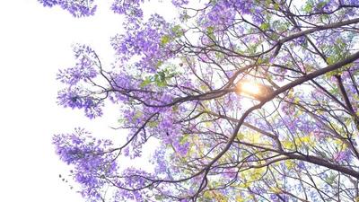 四月，来红河赴一场花事