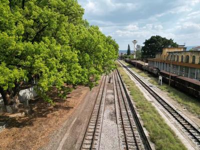 五一“嗨”游玉溪｜华宁：这片百年香樟林，藏着滇越旧时光