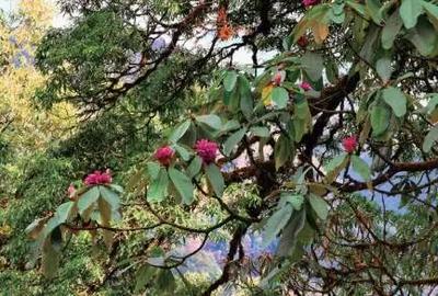 第三届世界的“香格里拉”花之旅即将启幕 解锁世界级高山花海盛宴