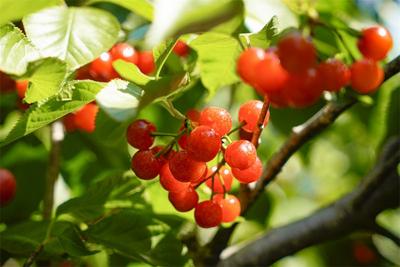 迎州庆 | 甜甜樱桃季，楚雄最全采摘地图请查收