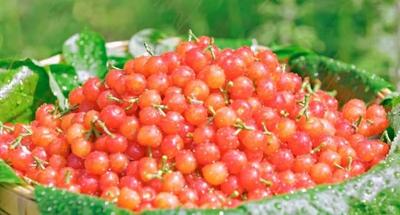 迎州庆 | 甜甜樱桃季，楚雄最全采摘地图请查收