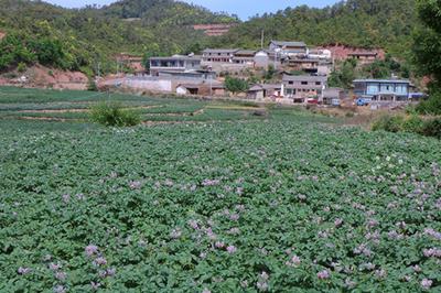 楚雄南华：山野炭烤洋芋，藏着五街最绵长的烟火味