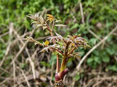 楚雄南华县五顶山乡：林下刺头菜成为富民新产业