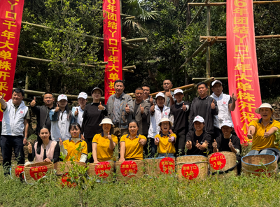 凤庆团结丫口茶王树春茶采摘