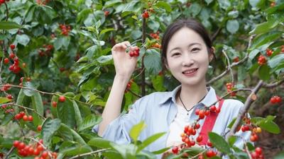 迎州庆 | 甜甜樱桃季，楚雄最全采摘地图请查收