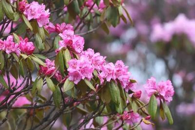 徒步必去！大姚百草岭高山花径，春天最惊艳的一程