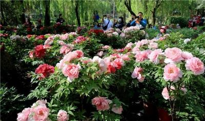 走，去楚雄“花期乡遇”！