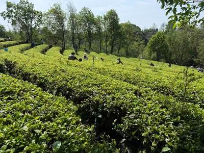 玉溪市2026年清明节假日文旅市场亮点纷呈、平稳有序