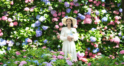 楚雄，你是懂浪漫的！玫瑰、芍药、杜鹃……直接掉进莫奈的花园里