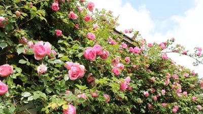 楚雄南华：在花海湖光间遇见和美田园