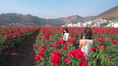 “五一”趣游楚雄，5月更多活动嗨玩不重样！这份最全攻略请收好