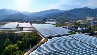 楚雄永仁：茉莉香葡萄抢“鲜”上市