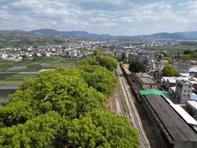 五一“嗨”游玉溪｜华宁：这片百年香樟林，藏着滇越旧时光