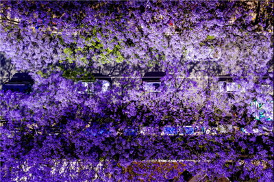 邀你共赴花漾云南“花样事”——云南“五一”期间文旅活动清单