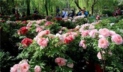 一路春光引客来！楚雄州清明假期接待游客93.49万人次