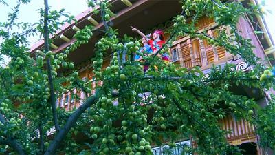17℃的夏天，永仁方山才是真正的避暑舒适区