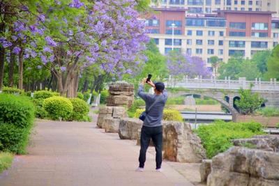 来玉溪观赏专属于这一季的蓝花楹美景，解锁初夏浪漫！