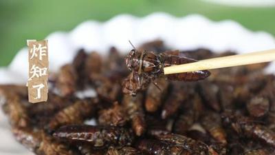 来普洱吃虫，你敢挑战几种？
