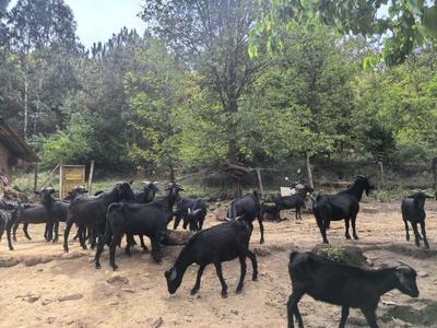 楚雄双柏县妥甸镇：立体种养兴田园 多元增收促振兴